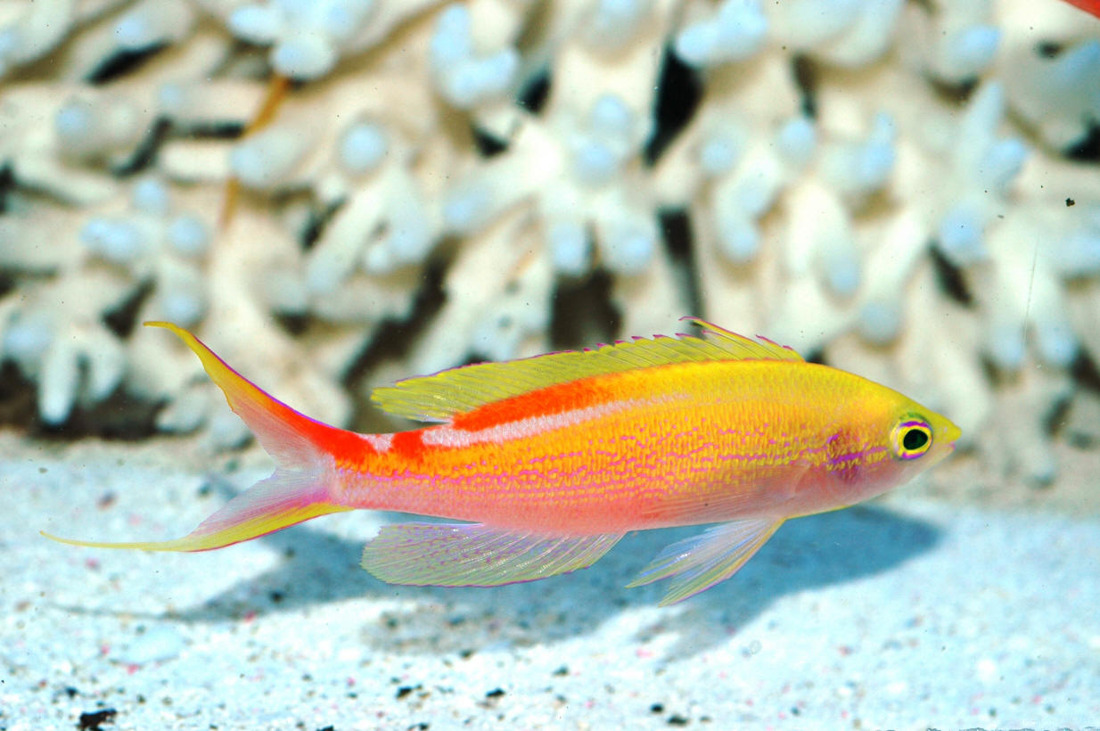 Pseudanthias privatera